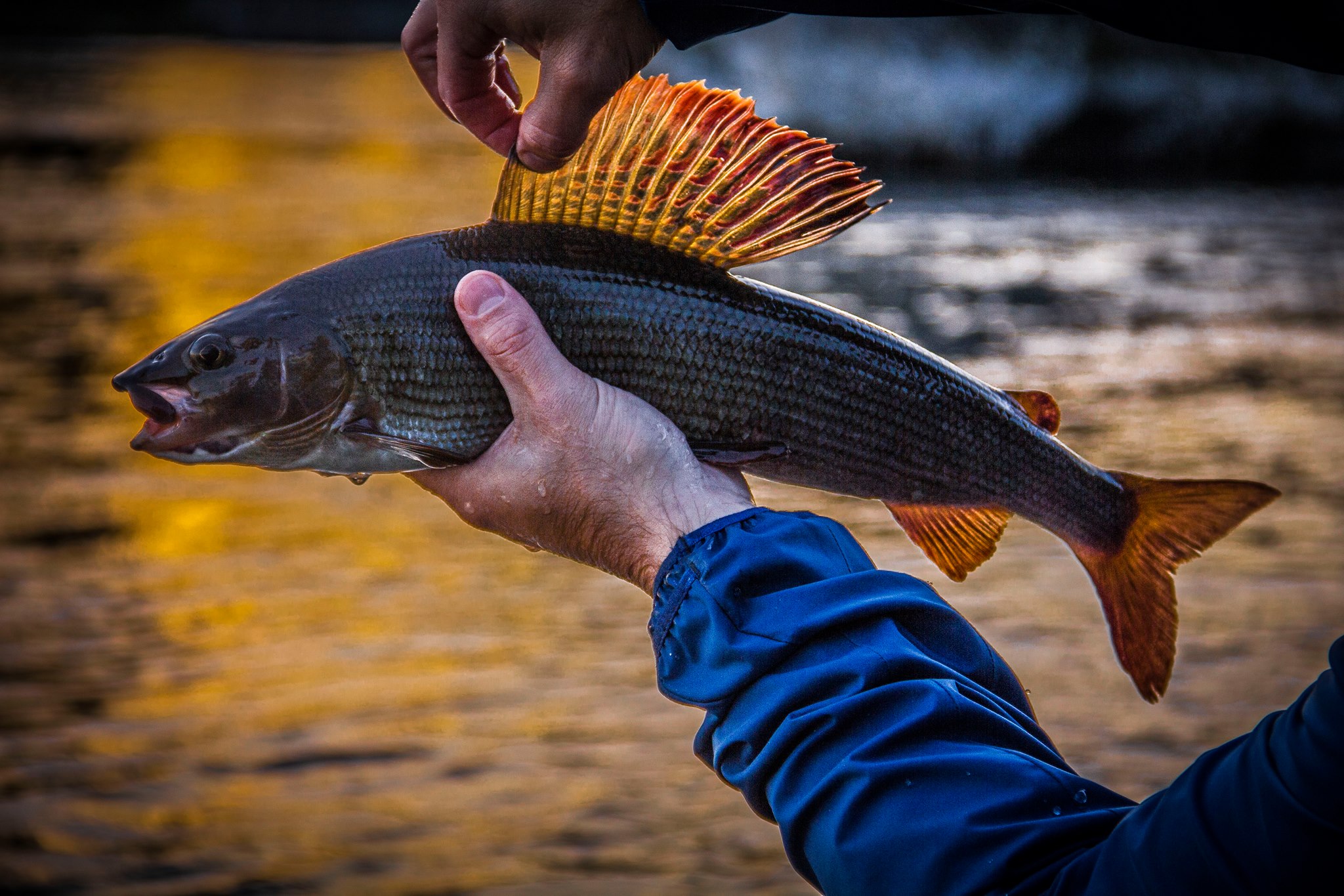 fiske i jämtland
