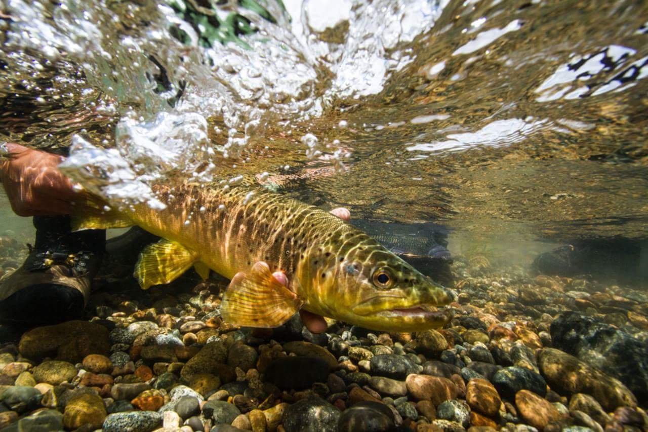 Sjön i Bräcke kommun. Man ofta ser fiskar simma i det klara vattnet. Brown trout Arctic trout in crystal clear water, Stavere, Gimån, Sweden.